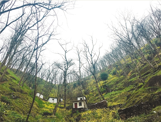 拿什么拯救你，我的山核桃&mdash;&mdash;臨安山核桃產業調查（下）